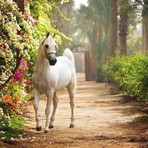 Meet your Posher, Lakiesha - Picture 1 of 1